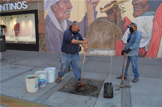 Plantan 100 árboles en la Juárez y colonia Dale