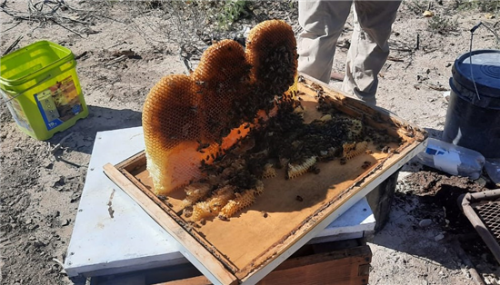 Donan 18 toneladas de azúcar para apicultores de Chihuahua