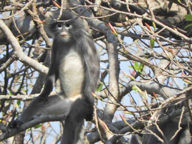 Descubren nueva especie de primate en Birmania