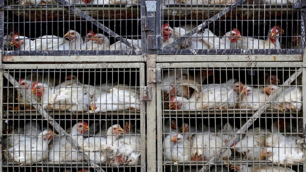 Sacrifican a miles de pollo en Europa y Japón