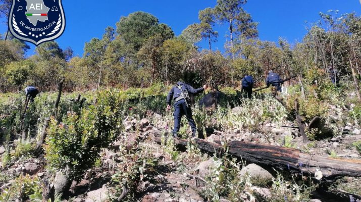 Destruyen plantío de Amapola en Guadalupe y Calvo