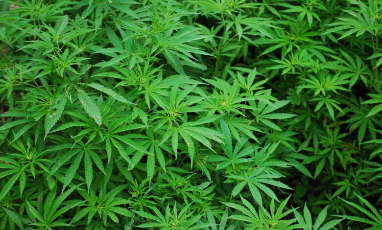 Senado analiza beneficiar a agricultores que cultivan mariguana clandestina