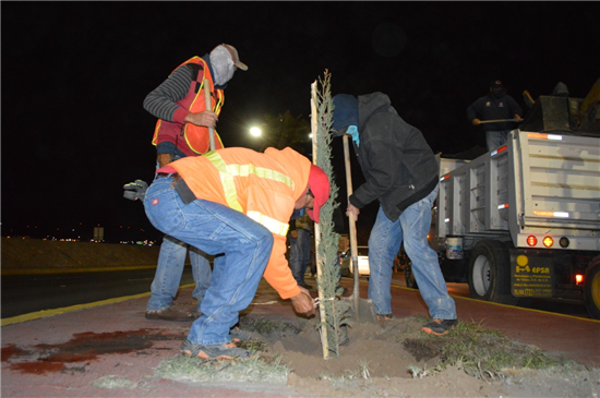 Plantaron 83 árboles en avenidas de la ciudad