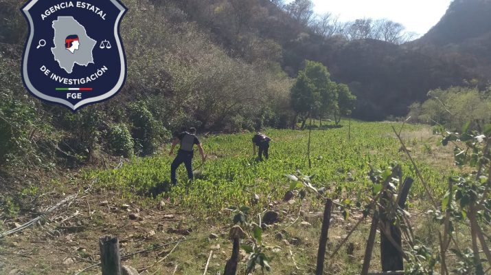 Destruyen plantío de amapola en Guadalupe y Calvo