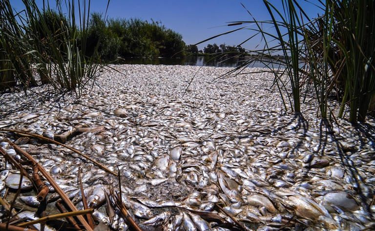 Impresionante aparición de miles de peces muertos en laguna Xochimilco-México
