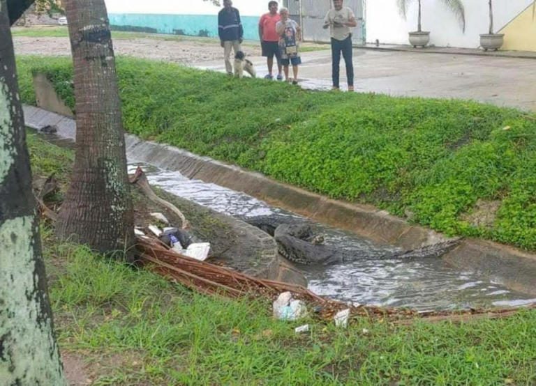 Captan feroz pelea entre dos enormes cocodrilos en canal de Tampico, Tamaulipas