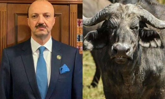Cazador mexicano muere al ser embestido por un búfalo al que le disparó