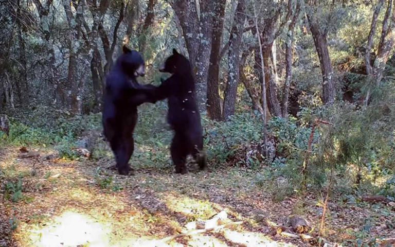 VIDEO | Cámara oculta capta a dos osos ‘bailando’ en sierra de Zapalinamé, Coahuila