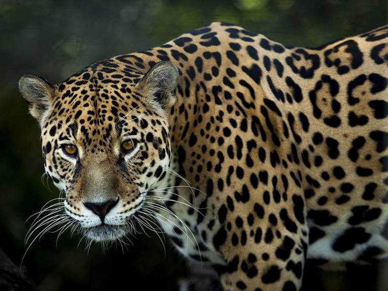 Capturan a jaguar en un rancho de Nuevo León y le colocan “chip”