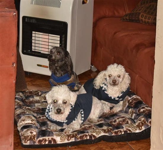 Protege a tus mascotas de las bajas temperaturas