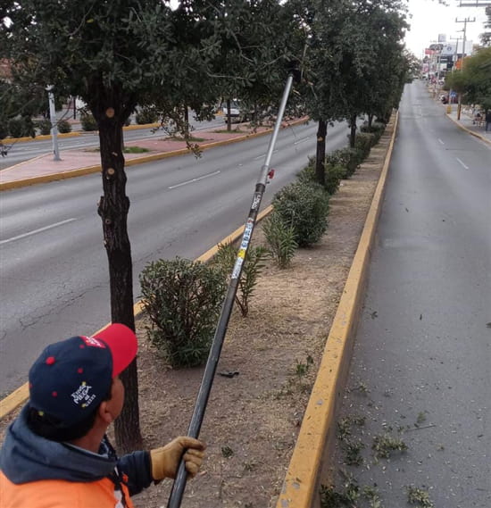 Continúan con la poda de árboles de los espacios públicos de Chihuahua Capital