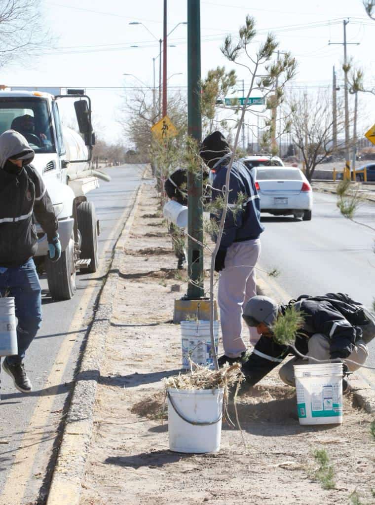 Planta Municipio de Juárez 53 pinos afganos en el camellón central de la avenida David Herrera Jordán