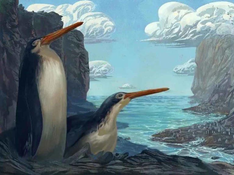 Hallan fósil de monstruoso pingüino que vivió hace 60 millones de años