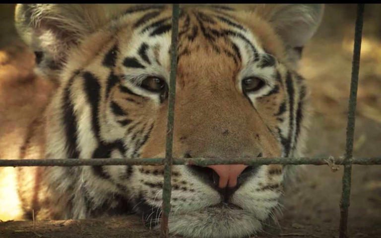 Envían a India a 200 tigres rescatados en México