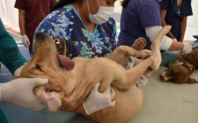 Arranca IMPAS con unidad móvil de esterilización canina en la colonia 11 de Febrero