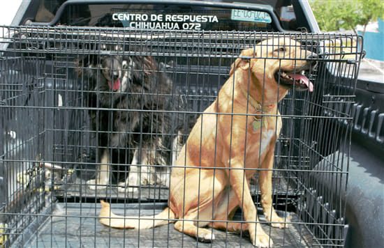 Atienden en Chihuahua Capital denuncias por maltrato animal o entrega de mascotas para adopción