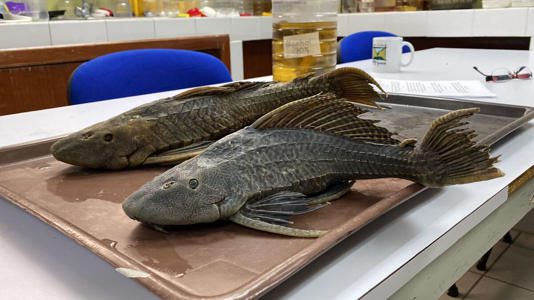 Alertan presencia de ‘pez diablo’ en las aguas del Río Gijalva en Chiapas