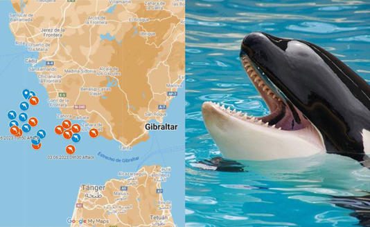 Orcas en mar de España, más agresivas tras comportamiento de Gladis: reportan 12 ataques en junio