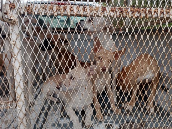 Rescatan 34 ejemplares caninos en vivienda de Alamedas II