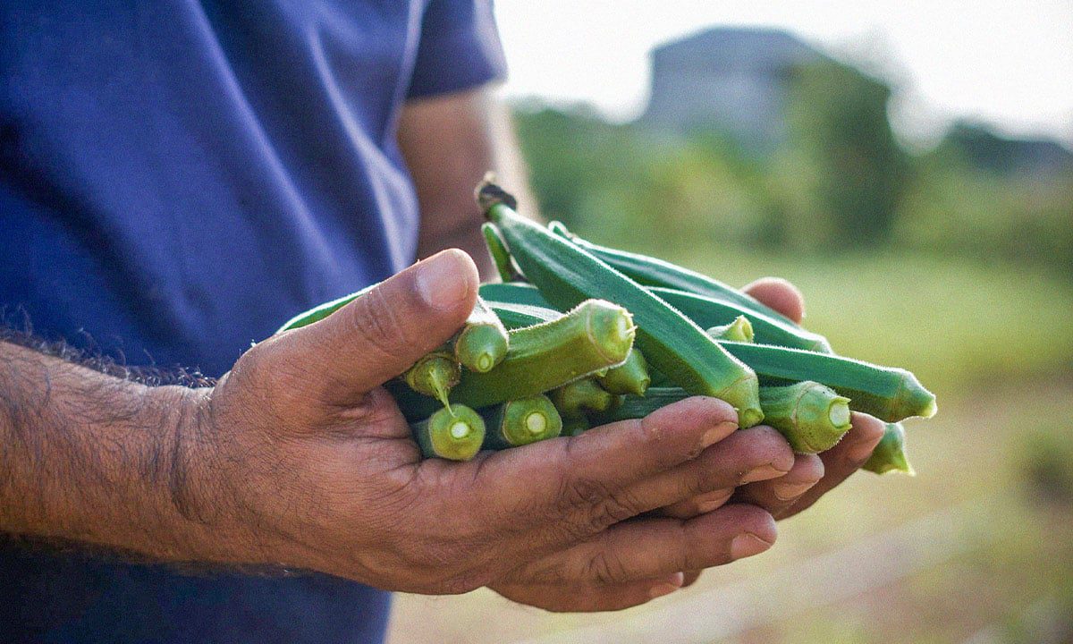 La planta “que todo lo puede”: el superalimento lleno de hierro, magnesio y calcio que combate el cansancio y controla el colesterol