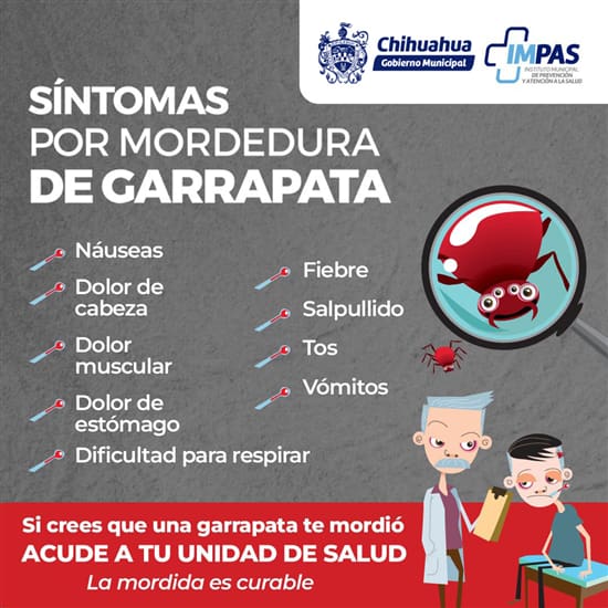 Comparte IMPAS cómo identificar y prevenir la rickettsia