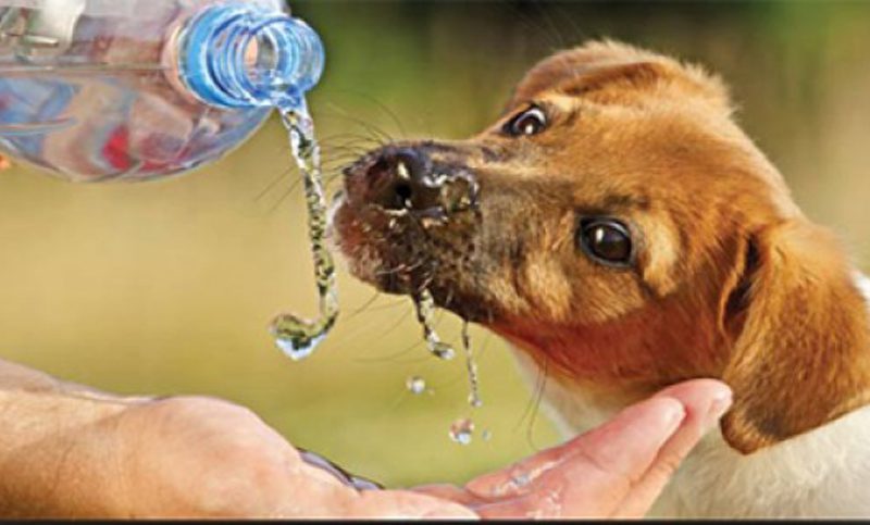 Protege a tus mascotas de las altas temperaturas