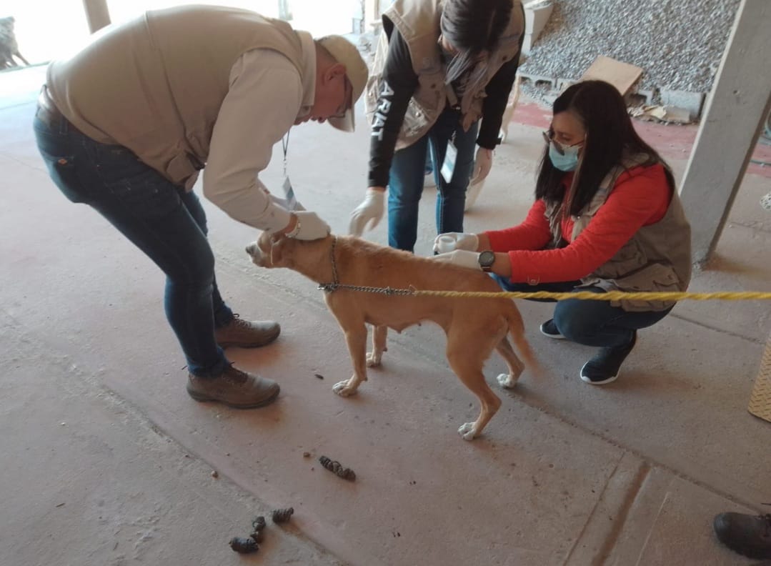 Mantiene Jurisdicción Sanitaria II vigilancia para prevenir la rickettsiosis en Ciudad Juárez