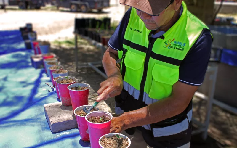 Impulsan la reforestación en el Parque Central con semillas de mezquite