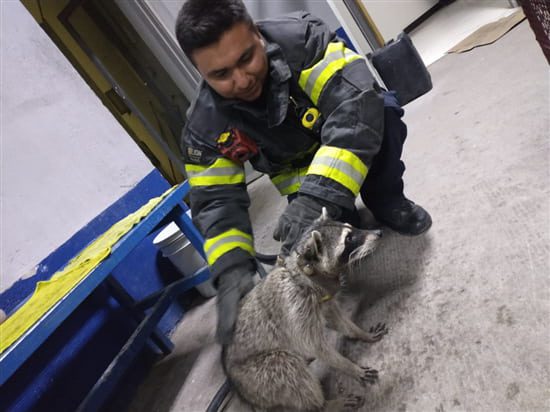 Incrementa rescate de fauna silvestre en zonas habitacionales